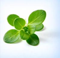 Bacopa monnieri Extract