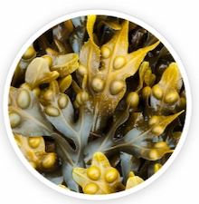 Bladderwrack