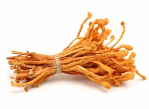 Cordyceps