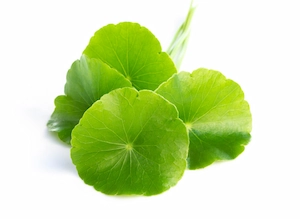 Gotu Kola