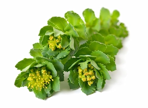 Rhodiola Rosea