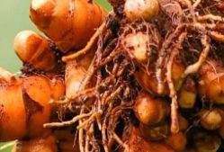 Turmeric Root